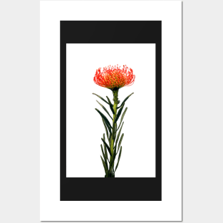 Flowering Pincushion Protea Posters and Art